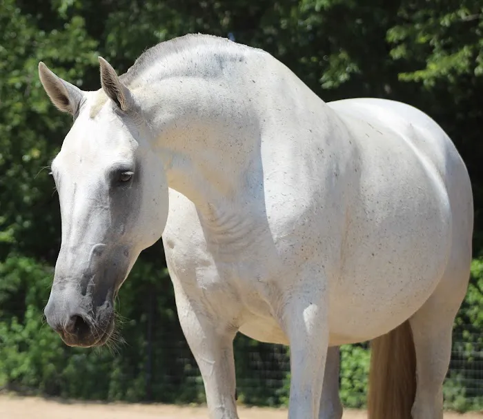 Exclusively Equine Ambulatory Picture 1