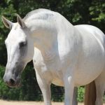 Exclusively Equine Ambulatory