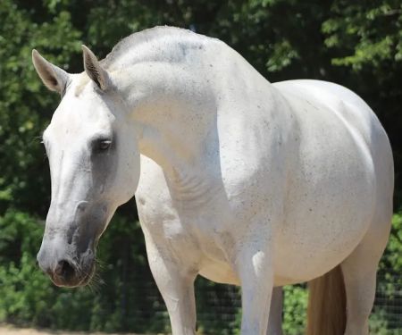 Exclusively Equine Ambulatory