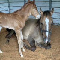 Youngblood Equine ico