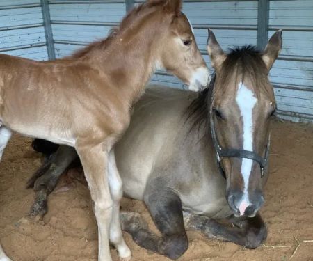 Youngblood Equine