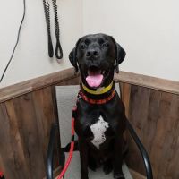 Alvarado Veterinary Clinic ico