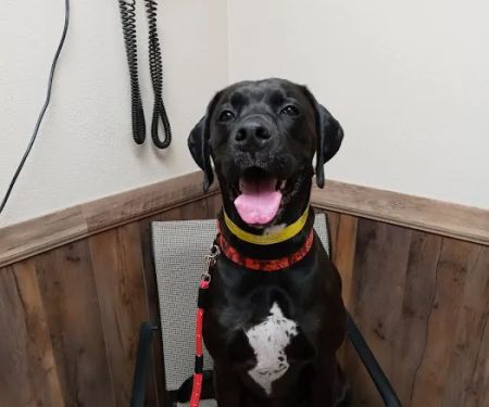 Alvarado Veterinary Clinic