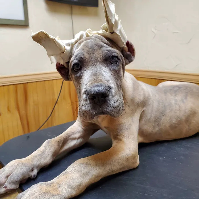 Alvarado Veterinary Clinic Picture 2