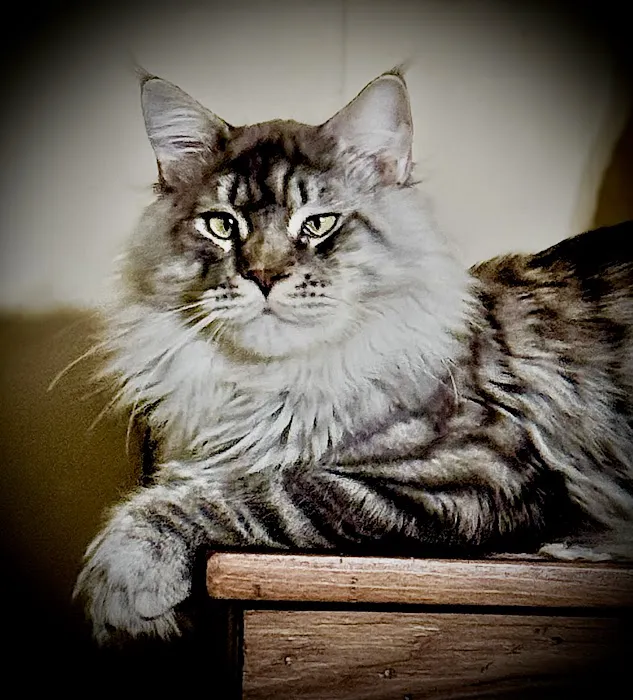 Maineflashes Maine Coons Picture 4