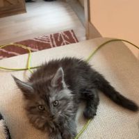 Maineflashes Maine Coons ico