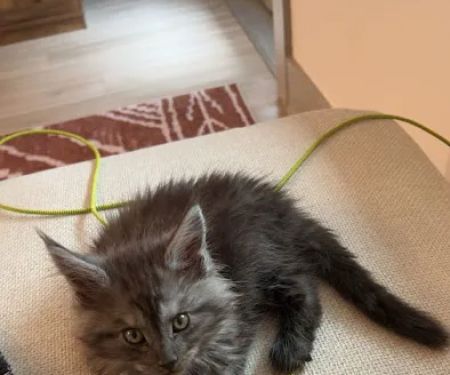 Maineflashes Maine Coons