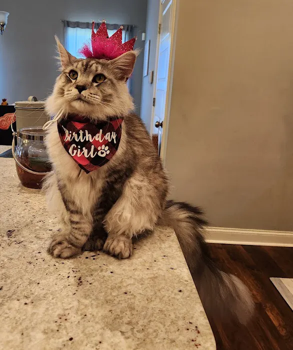 Maineflashes Maine Coons Picture 6