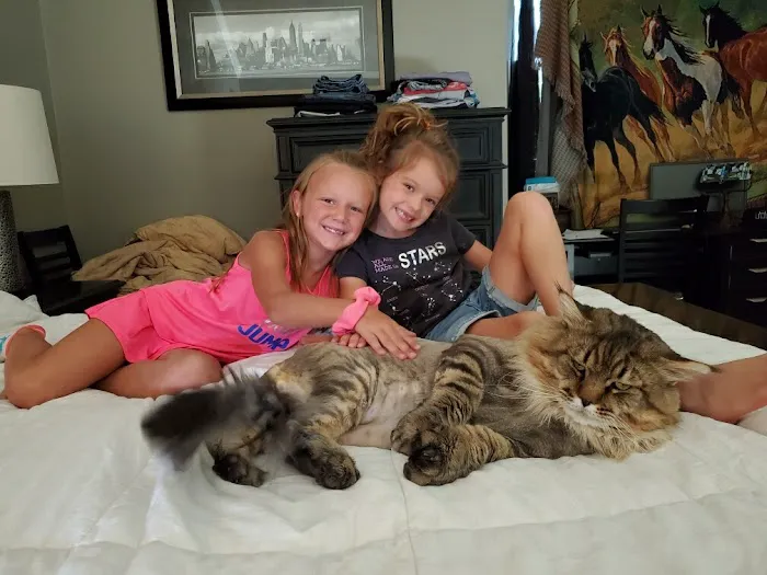 Maineflashes Maine Coons Picture 9