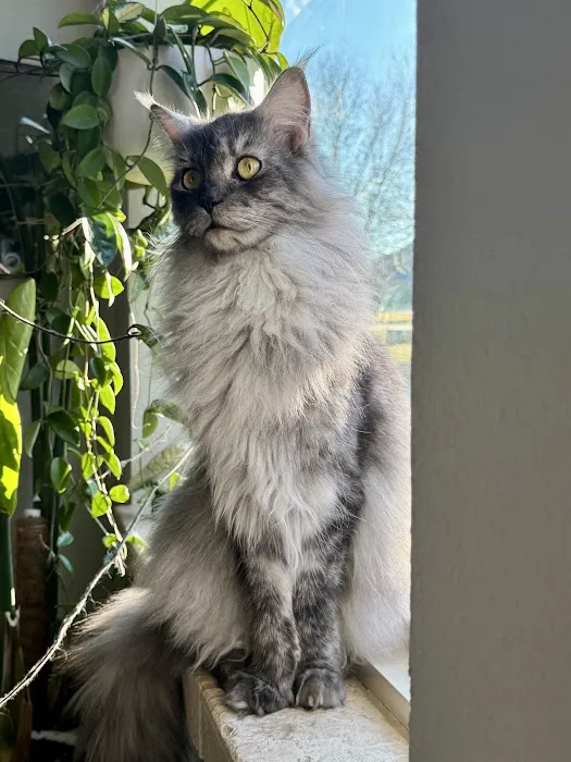 Posh Maine Coons Picture 2