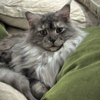 Posh Maine Coons ico
