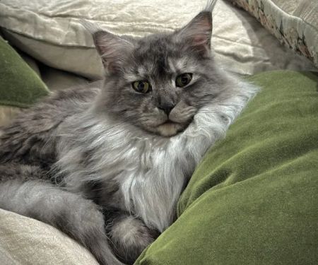 Posh Maine Coons