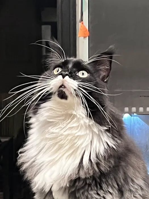 Posh Maine Coons Picture 4