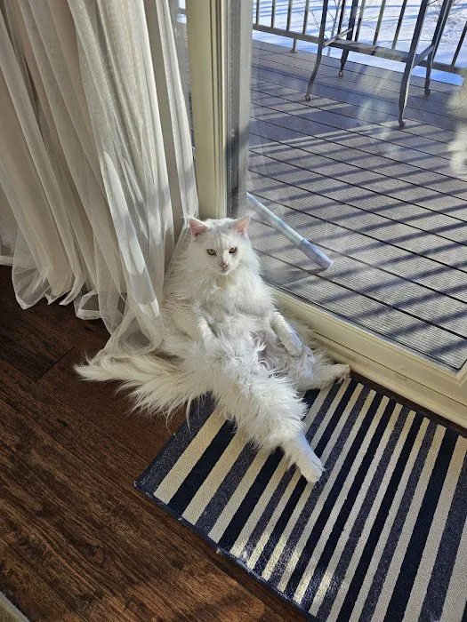 Posh Maine Coons Picture 5