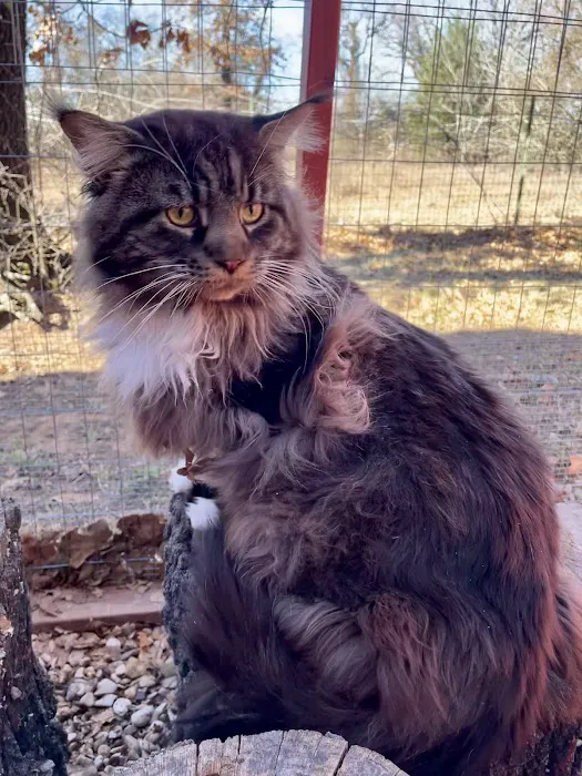Posh Maine Coons Picture 6