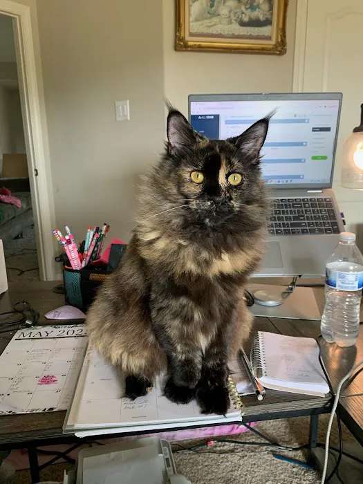 Posh Maine Coons Picture 10