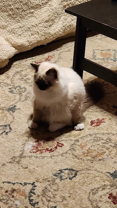Ragdoll Blues Picture 3
