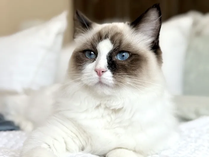 Ragdoll Blues Picture 8