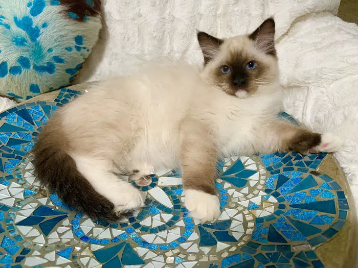 Ragdoll Blues Picture 2