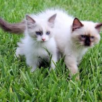 Ragdoll Blues ico