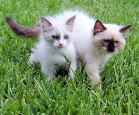 Ragdoll Blues