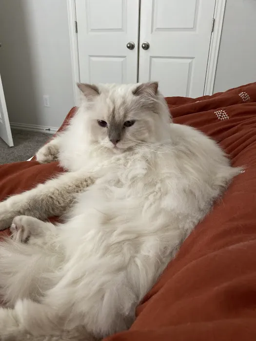 Ragdoll Blues Picture 7