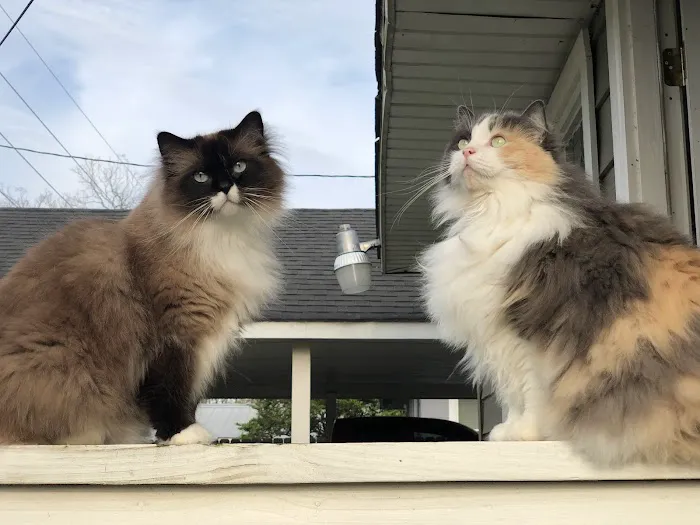 Ragdoll Blues Picture 10
