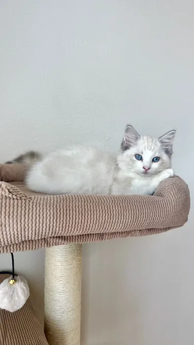 Ragdoll Blues Picture 4
