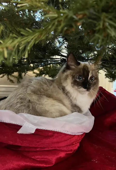 Ragdoll Blues Picture 9