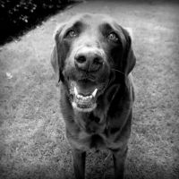 VCA Ridge Road Animal Hospital ico