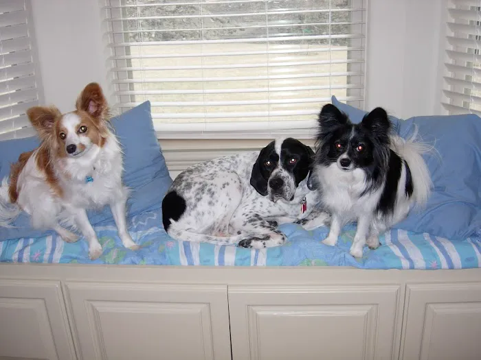 VCA Ridge Road Animal Hospital Picture 10