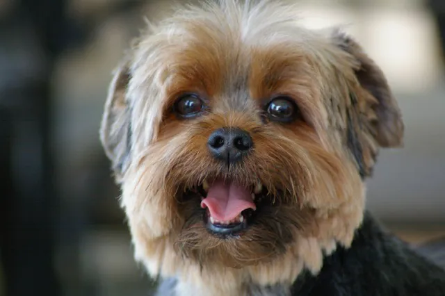 VCA Ridge Road Animal Hospital Picture 7