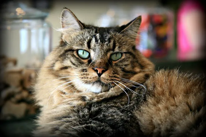 VCA Ridge Road Animal Hospital Picture 6