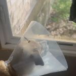 Lakeside Veterinary Clinic