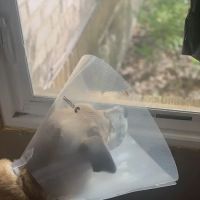Lakeside Veterinary Clinic ico