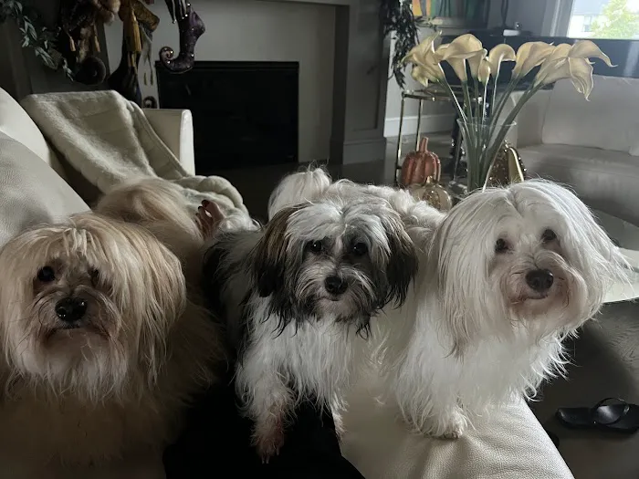Pet Doctor Picture 3