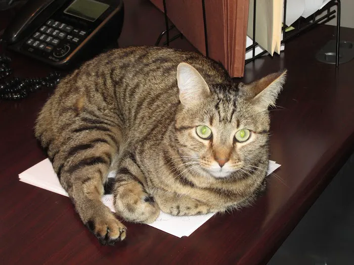Pet Doctor Picture 2