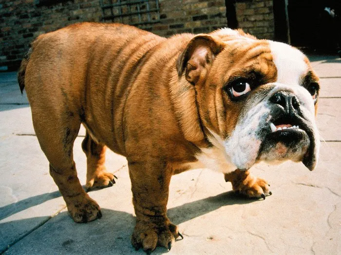 Pet Doctor Picture 9