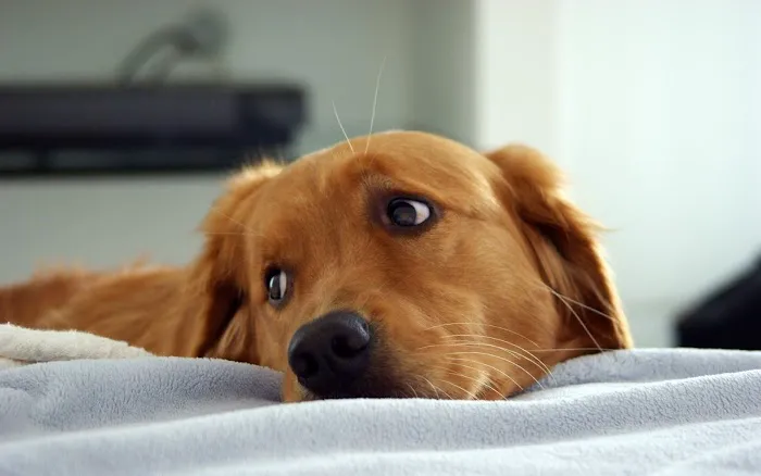 Pet Doctor Picture 1
