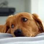Pet Doctor