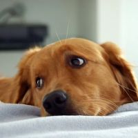 Pet Doctor ico