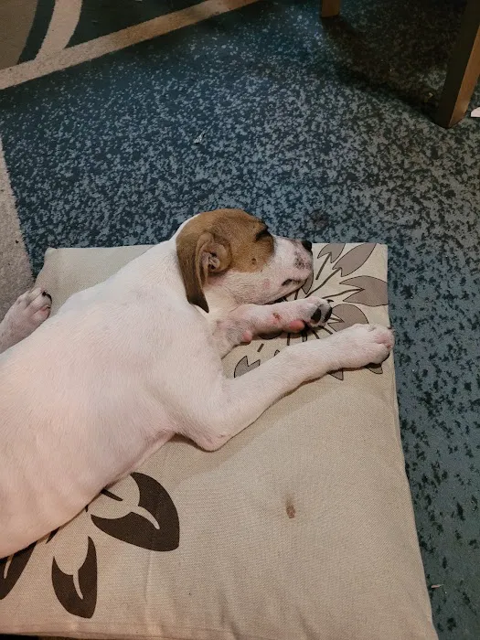 Banfield Pet Hospital Picture 7