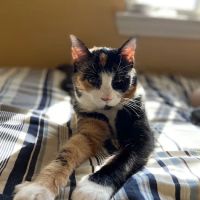Rockwall Veterinary Hospital ico