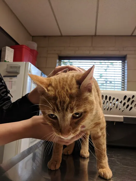 Rockwall Veterinary Hospital Picture 6
