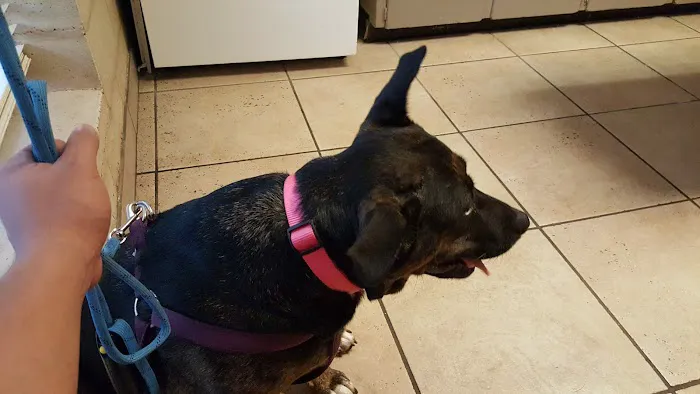 Rockwall Veterinary Hospital Picture 3