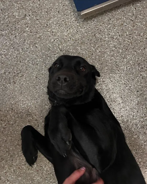 Rockwall Veterinary Hospital Picture 8