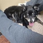 Stonebridge Veterinary Hospital