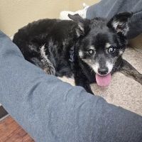 Stonebridge Veterinary Hospital ico