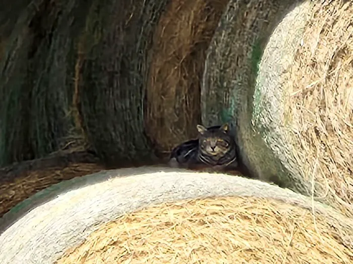 Poetry Animal Hospital Picture 3