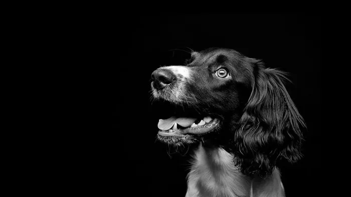 Poetry Animal Hospital Picture 1